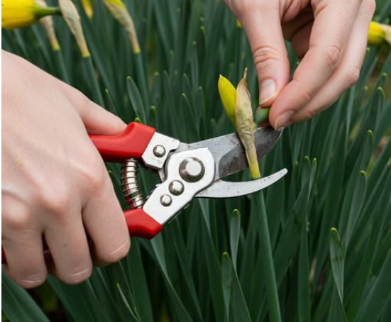 10 Things You Must Do in Your Garden Now for a Thriving Summer Garden