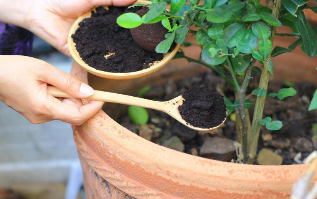 12 Amazing Reasons Why Coffee Grounds Should be Used In Every Home & Garden