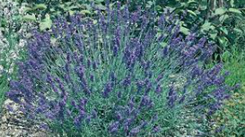 14 Herbs & Plants That Repel All Types Of Insects