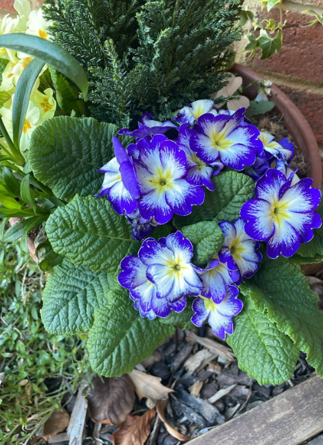 15 Best Spring Flowers | Flowers to Grow in Spring for a Bloom-Filled Garden