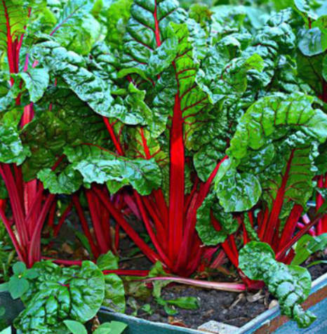 16 Vegetables That Love the Shade