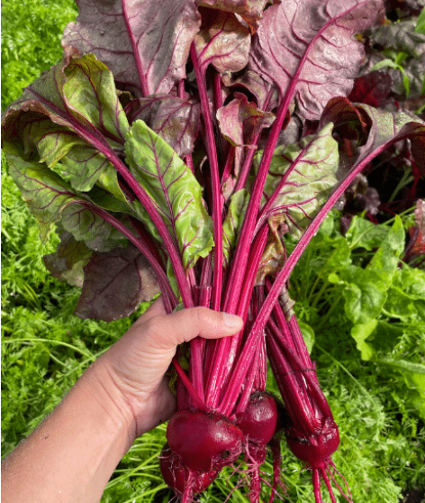 20 Best Vegetables to Plant in July and Still Get a Huge Harvest