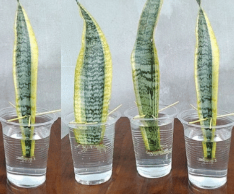 20 Plants And Herbs Which You Can Grow From Cuttings