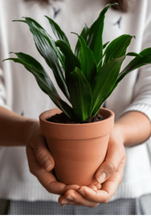 21 Houseplants that Can Grow Without Sunlight