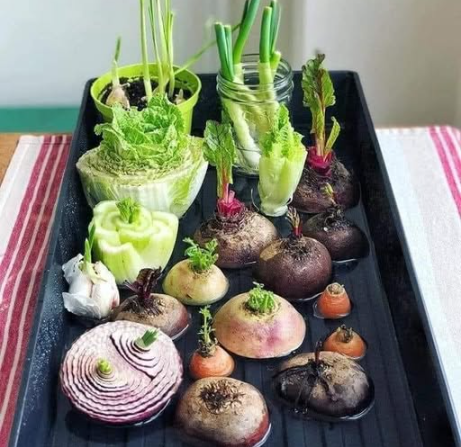 25 Plants & Herbs You Can Propagate from Cuttings