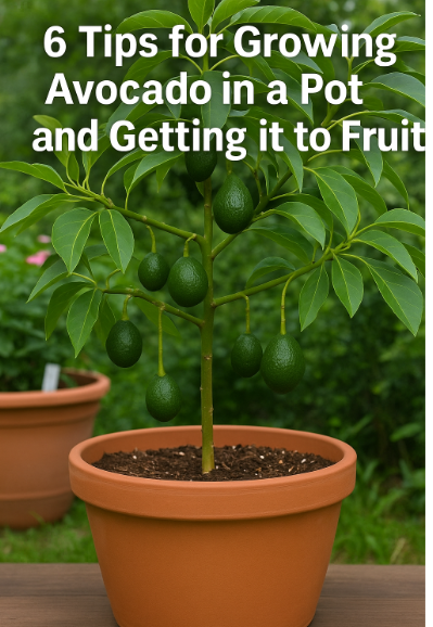 6 Tips for Growing Avocado in a Pot and Getting it to Fruit