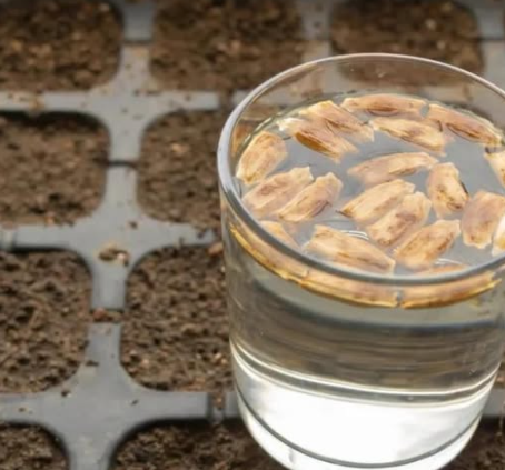 7 Brilliant Reasons to Soak Your Seeds Before Planting (Plus How to Do It Right)