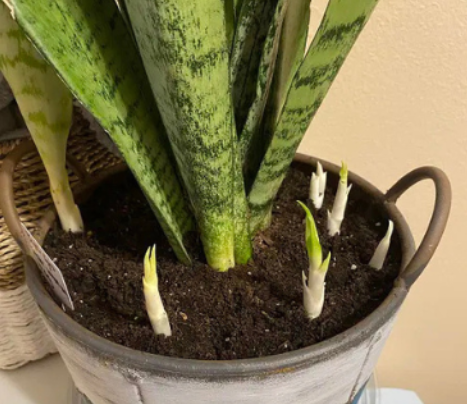 7 Reasons Why Your Snake Plant Never Produces Pups