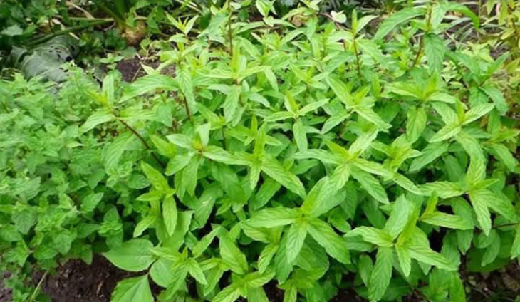 8 Amazing Reasons Why You Should Grow Mint At Home And How To Do It