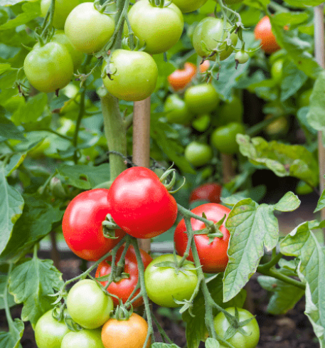 9 Brilliant Baking Soda Uses for Growing Vegetables