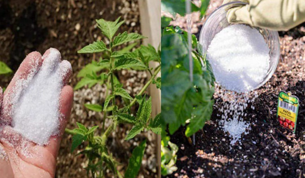 Baking Soda Is A Gardener’s Best Friend – Here Are 14 Nifty Uses In The Garden