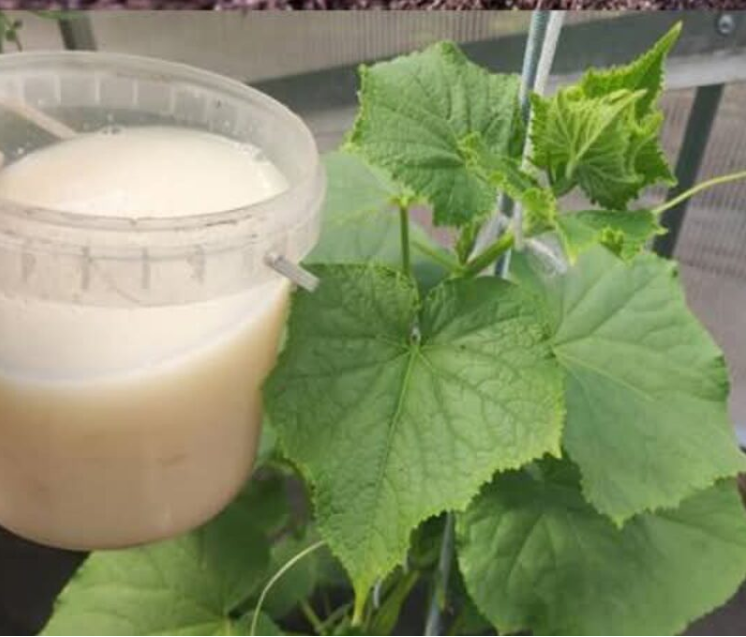 Baking Soda: A Gardener’s Best Friend