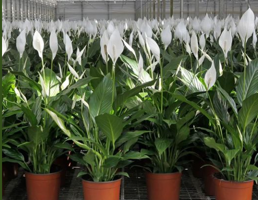 How To Get Peace Lilies To Bloom More Often