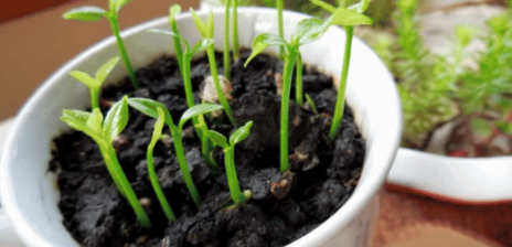 How To Plant A Lemon In A Cup