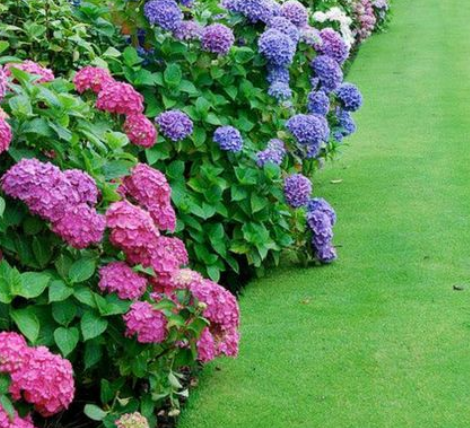 How to Grow Hydrangea from Cuttings