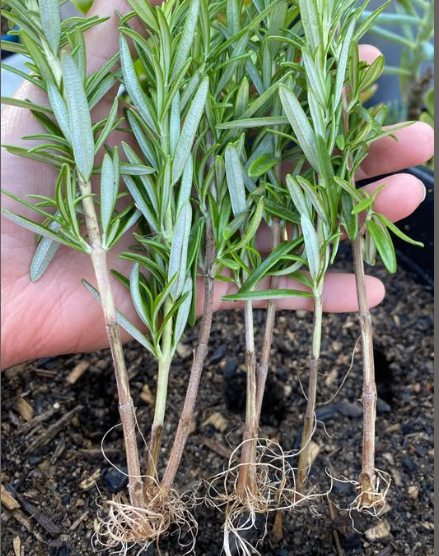 How to Grow Rosemary from Cuttings in Water and Transplant Them into Pots