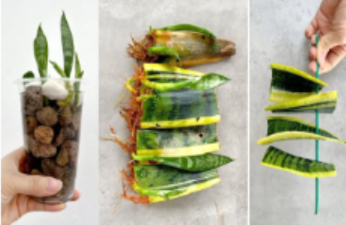 Multiply Your Snake Plant the Easy Way