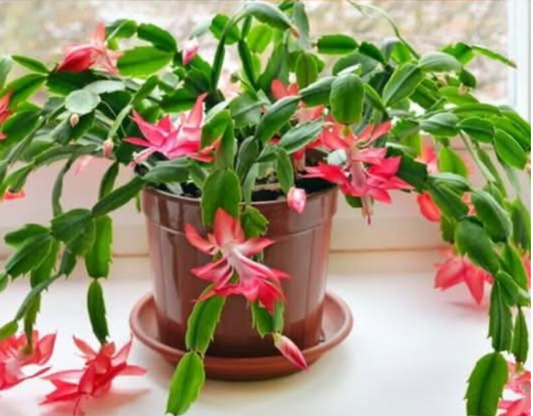 How to Grow a Christmas Cactus from Cuttings: A Complete Guide