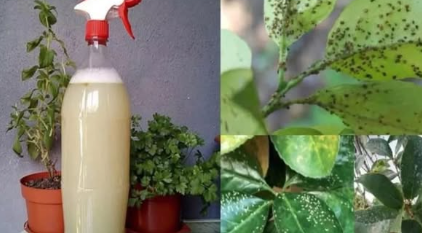 A simple homemade spray to keep garden pests away