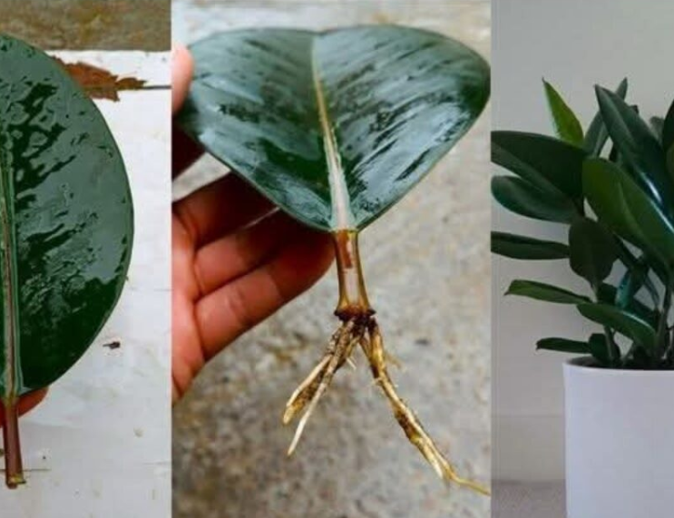 How to Grow a Rubber Plant from a Leaf: Step-by-Step Guide