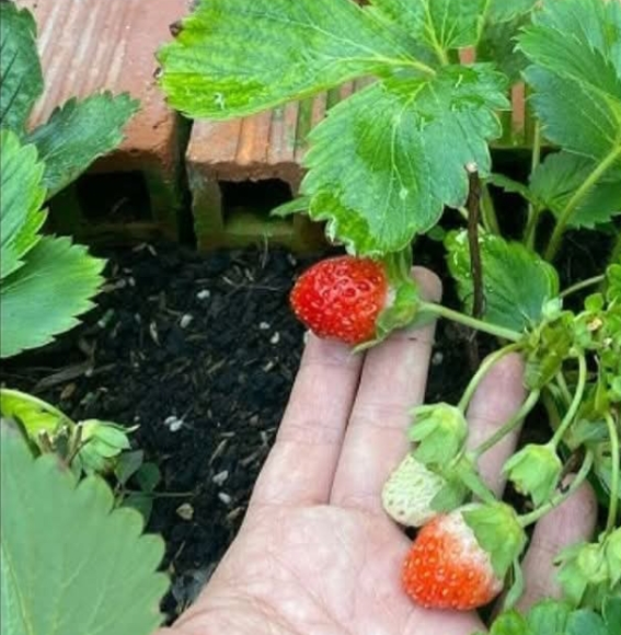 Everyone Loves Strawberries, But Most People Don’t Realize How Important Their Leaves Are!