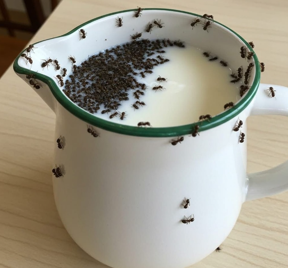Got Ants? Try This Simple, Natural Trick