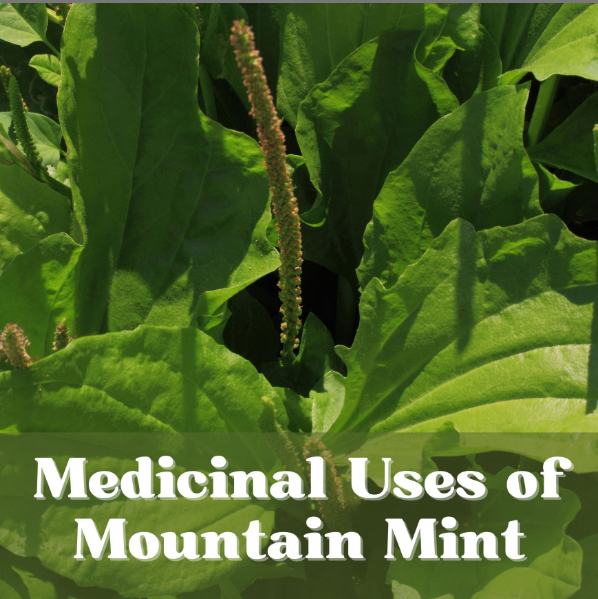 The Secret Strength of Plantago Major: Nature’s Humble Healer