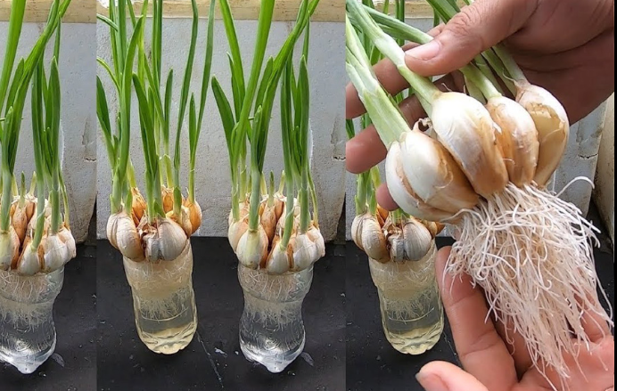 Special Trick to Root Garlic Quickly & Have Unlimited Supply
