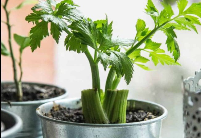 Stop Buying Celery. Use This Brilliant Method to Grow a Never-Ending Supply at Home