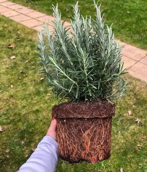 The Art of Companion Planting: 5 Plants to Keep Away from Rosemary & 10 Beneficial Companions