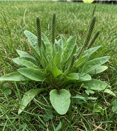 This Little Weed is one of the Most Useful Medicines on the Planet