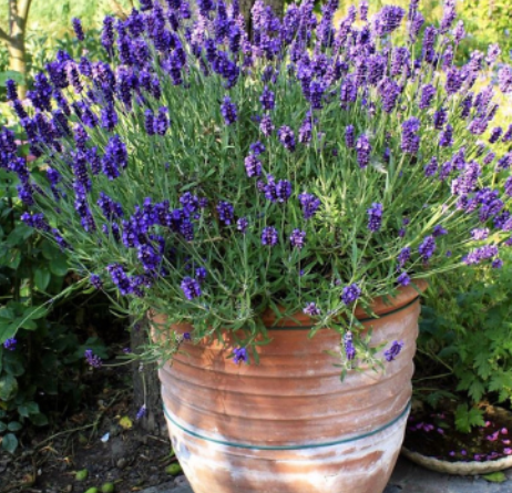 Why You Should Put a Lavender Plant in Your Entryway