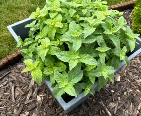 Why You Should Put a Peppermint Plant in Your Entryway