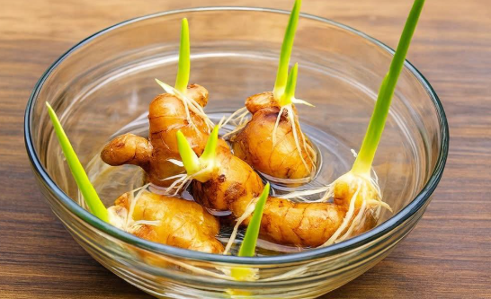 A Beginner’s Guide to Growing Ginger in Water What You’ll Need